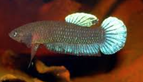 Betta Persephone 3-4cm