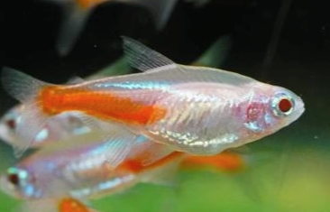 Albino Neon Tetra 2cm