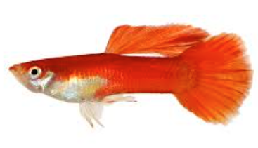 Red Blonde Guppy Pair