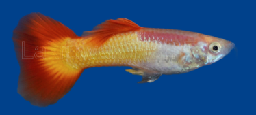 German Sunset Guppy Pair