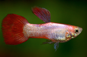 Pink Guppy Male