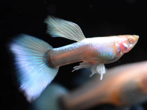 Albino Platinum Guppy Pair
