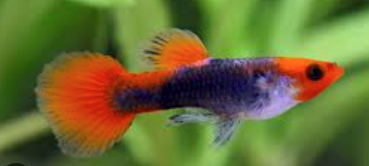 Tuxedo Koi Guppy Pair