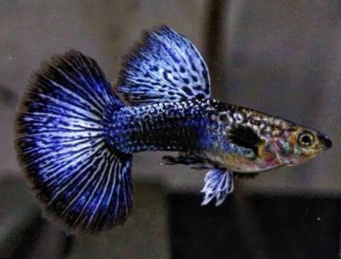 Blue Dragon Dumbo Guppy Pair