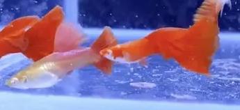 Albino Red Guppy Pair