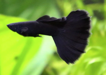 Black Moscow Guppy Pair