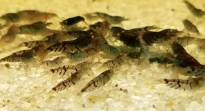 Orange Eye Tiger Shrimp