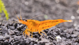 Tangerine Tiger Shrimp