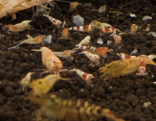 Mischling Shrimp