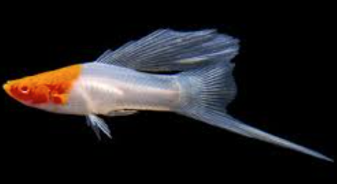 Koi Highfin Swordtail