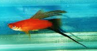 Red Wag Highfin Swordtail