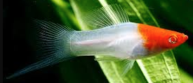 Koi Swordtail