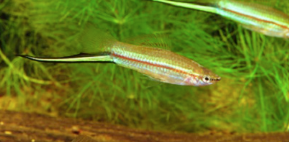 Green Swordtail 4cm