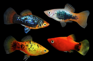 Assorted Platy 3-4cm