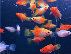 Assorted Micky Mouse Platy 3-4cm
