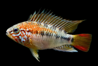 Apistogramma Viejita Juvenile 3cm