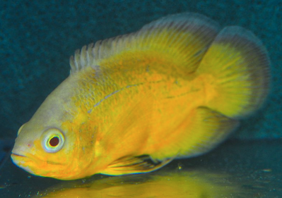 Lemon Oscar 5-6cm