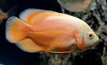 Albino Oscar 9-10cm