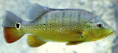 Xingu Peacock Bass 9-12cm