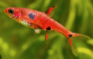 Strawberry Rasbora