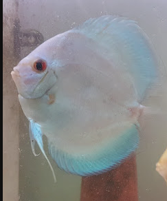 Blue Diamond 9-10cm