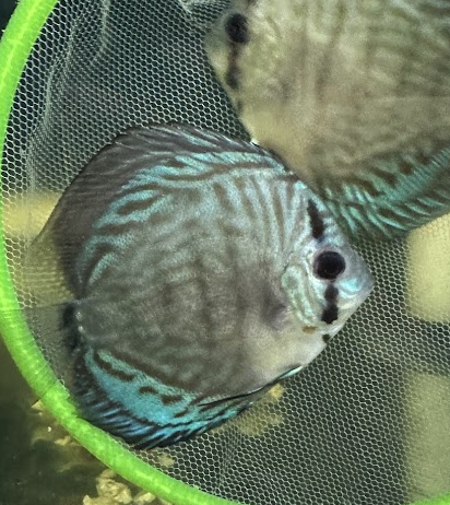 Blue Turquoise 9-10cm