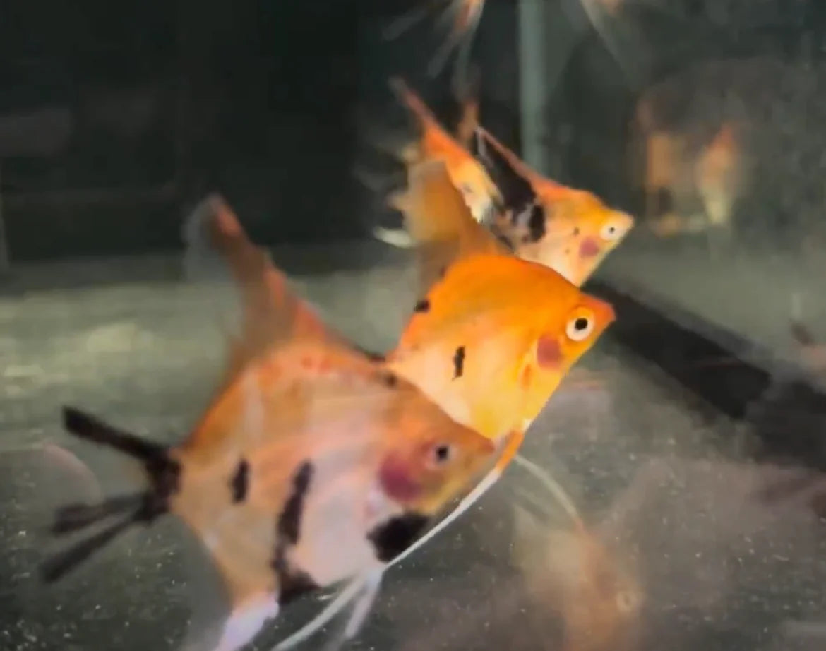 Red Devil Angelfish 5cm