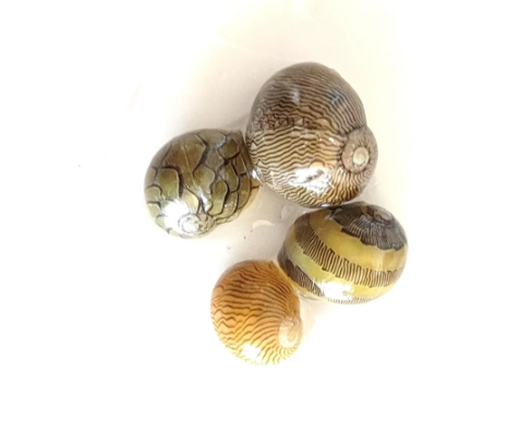 Nerite Snail 0.5cm