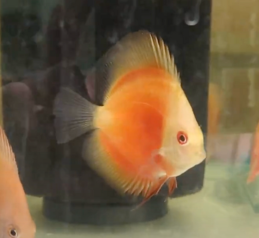 Red Melon Discus 5cm