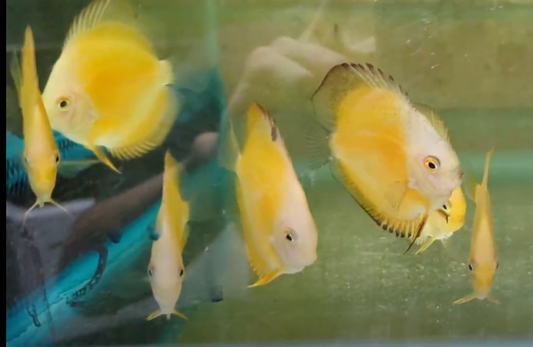 Yellow Melon Discus 5cm