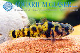 Ocelot Bumblebee Goby 1.5cm