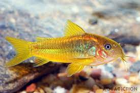 Gold Laser Corydora CW010