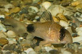 Panda Corydora 2.5cm