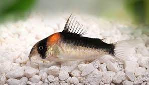 Adolfoi Corydora 2-2.5cm