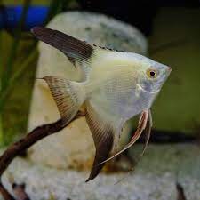 Bulgarian Seal Point Angelfish