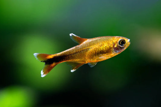 Silver Tip Tetra