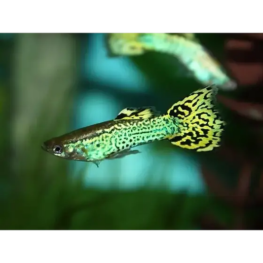 Green Cobra Guppy Pair