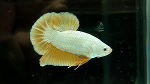Yellow Dragon HMPK Male