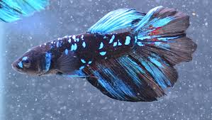 Avatar Delta-tail