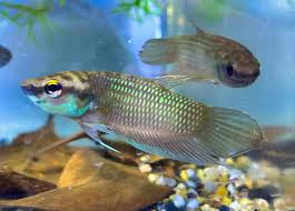 Betta Pugnax 4cm