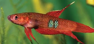 Betta Coccina 3cm