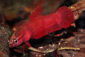 Betta Rutilan 2cm