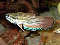 Betta Falx 3cm