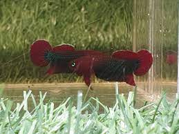 Betta Sp. Jade Green 2cm