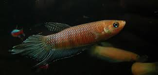 Betta Bellica 4-5cm