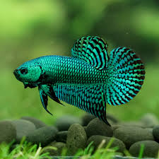 Green Alien