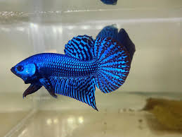Blue Alien