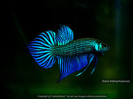 Betta Mahachai "Green"