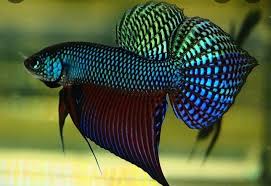 Betta Smaragdina Guitar
