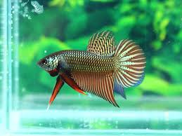 Betta Smaragdina Copper